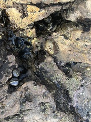 Balanomorpha