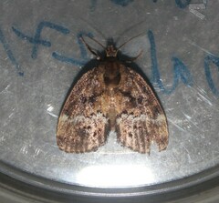 Lepidoptera