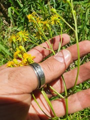 Senecio brasiliensis