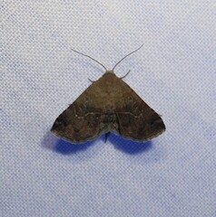 Lepidoptera