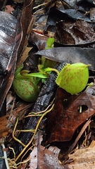 Nepenthes ampullaria