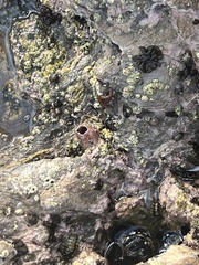 Balanomorpha