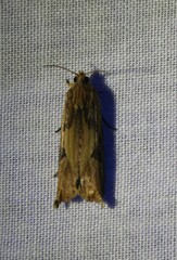 Lepidoptera