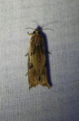 Lepidoptera