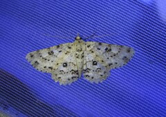 Lepidoptera