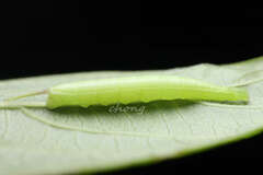 Macroglossum pyrrhosticta