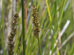 Carex appressa