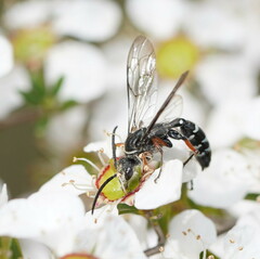 Diamma bicolor