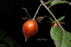 Diospyros rhombifolia