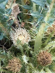 Cirsium scariosum