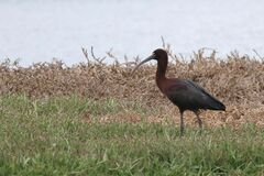 Plegadis falcinellus