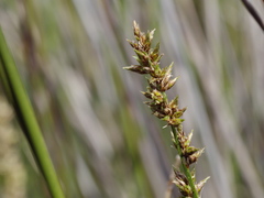 Carex appressa