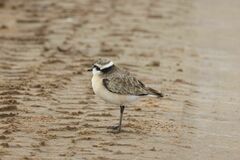 Charadrius pecuarius