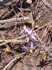 Cyanella hyacinthoides