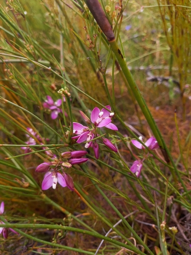 Langeberg Falsepea (Polygala langebergensis)