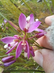 Polygala langebergensis