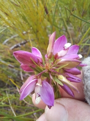 Polygala langebergensis