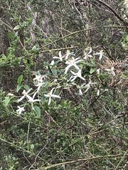 Clematis glycinoides