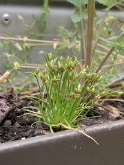 Isolepis cernua