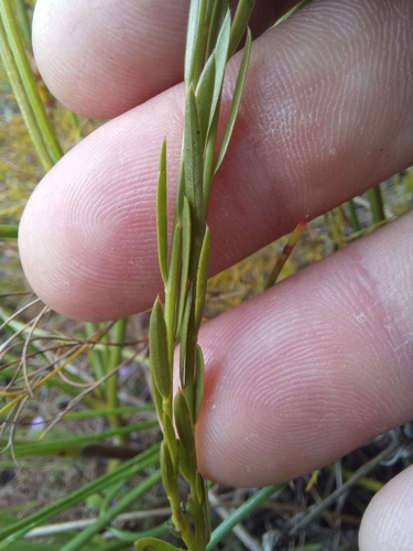 Image of Polygala langebergensis by (c) kevin koen, some rights reserved (CC BY-SA)