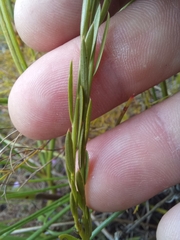 Polygala langebergensis