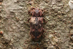 Dastarcus helophoroides