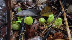 Nepenthes ampullaria