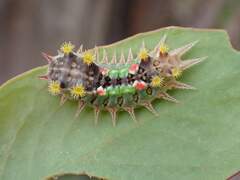 Doratifera oxleyi
