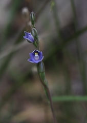 Thelymitra arenaria