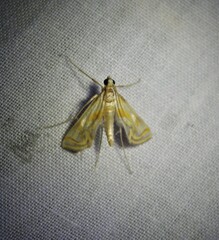 Lepidoptera