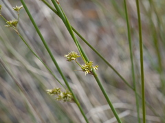 Juncus pallidus