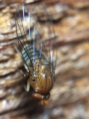 Sciadocera rufomaculata