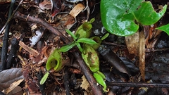 Nepenthes ampullaria