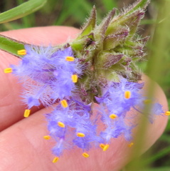 Cyanotis speciosa
