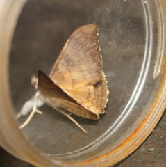 Oxyodes scrobiculata