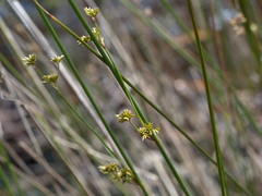 Juncus pallidus