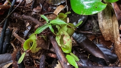 Nepenthes ampullaria