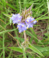 Cyanotis speciosa