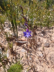 Thelymitra ixioides