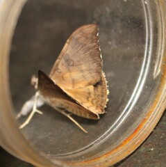 Oxyodes scrobiculata