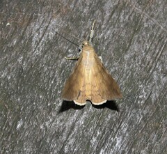Oxyodes scrobiculata