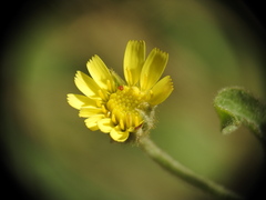 Andryala integrifolia