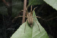 Allagelena difficilis