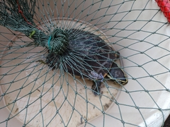 Malayemys macrocephala