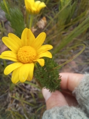 Euryops pinnatipartitus
