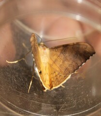Oxyodes scrobiculata