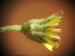 Andryala integrifolia