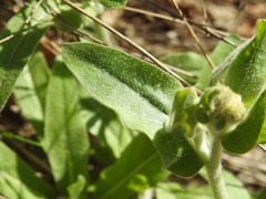 Andryala integrifolia
