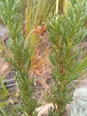 Euryops pinnatipartitus