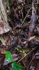 Nepenthes ampullaria